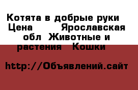 Котята в добрые руки › Цена ­ 10 - Ярославская обл. Животные и растения » Кошки   